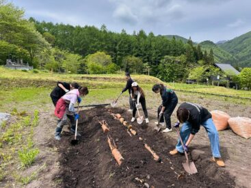 野菜、とれ出しましたー